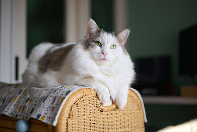 White cat sitting on small shelf relaxing