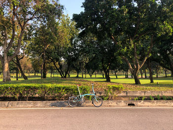 Trees in park