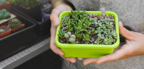 Cropped hand of person holding potted plant