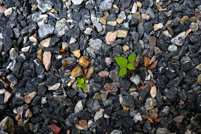 Full frame shot of leaves