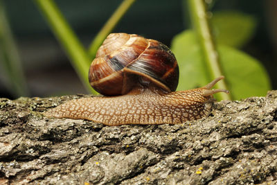 Close-up of snail on leaf