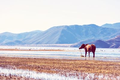 Horse standing at riverbank against mountains