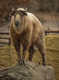 Close-up of horse