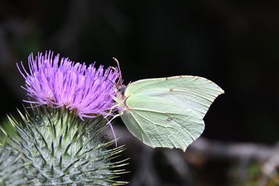 Close-up of thistle flower