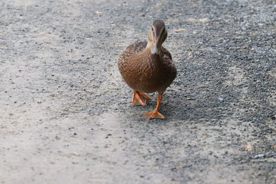 View of bird on field