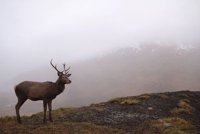 Deer standing on mountain during foggy weather