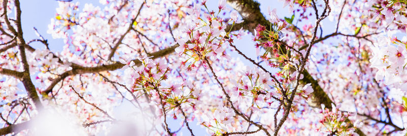 Low angle view of cherry blossoms against sky