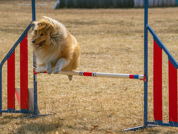 Red sheltie taking part in an agility competition.