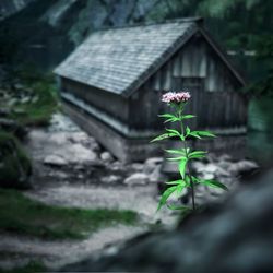 Close-up of small plant against building