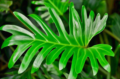 Close-up of green leaves