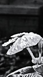 Close-up of water drops on leaf