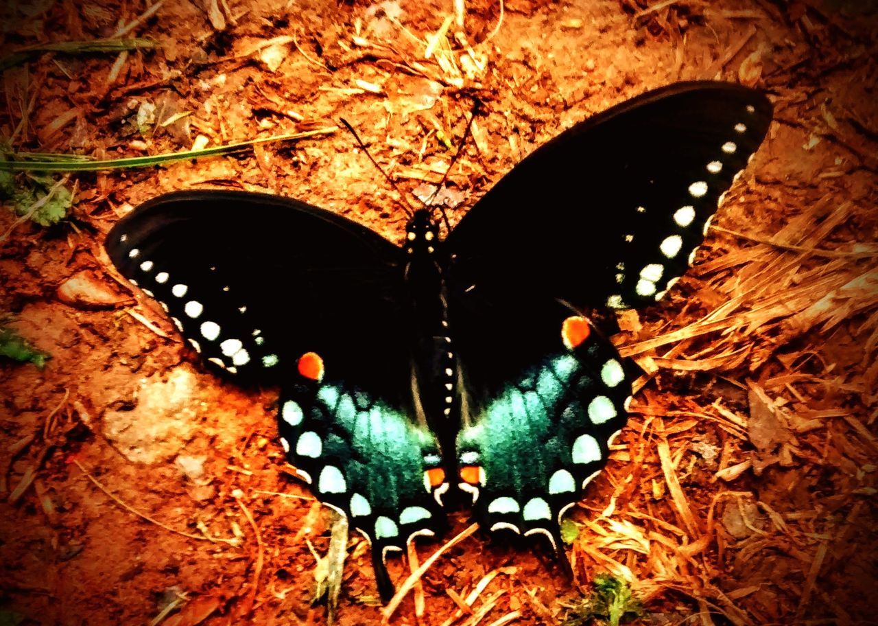 insect, butterfly - insect, animal wing, animal themes, animal, invertebrate, animals in the wild, animal wildlife, one animal, nature, no people, butterfly, land, high angle view, close-up, beauty in nature, day, outdoors, animal markings, animal body part