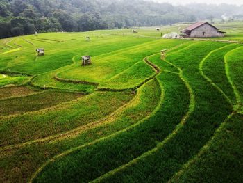 Aerial panorama of agrarian rice fields landscape 