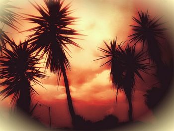 Palm trees against sky at sunset