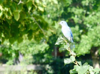 Bird perching on a tree