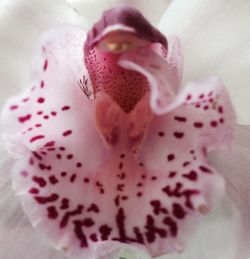 Close-up of pink flowers