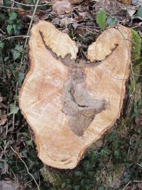 Close-up of tree stump in forest