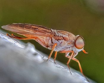 Close-up of dragonfly