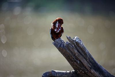 White throated kingfisher on a perch