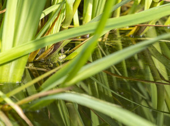 Full frame shot of grass