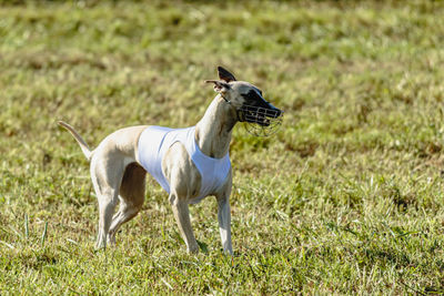 Whippet dog running in white jacket on coursing green field