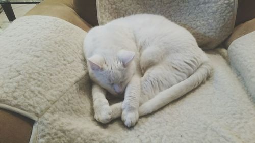 Close-up of cat sleeping on sofa at home