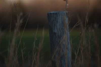 Close-up of grass against blurred background