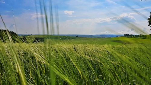 Scenic view of wheat field against sky