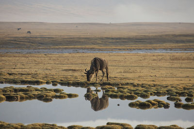 View of horse drinking water