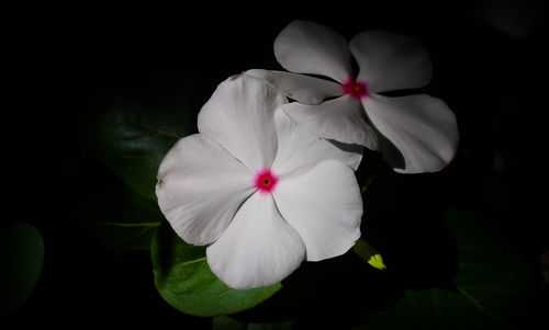 Close-up of white flower blooming against black background