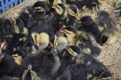 High angle view of a ducks