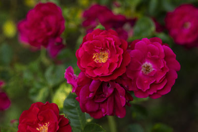 Close-up of pink rose flower