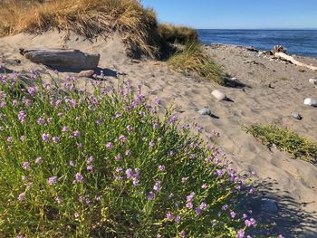 Flowers growing on beach against sky