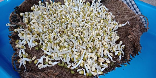 High angle view of flowering plant in plate