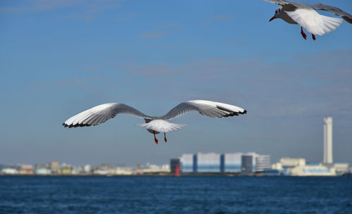 Seagulls flying over sea