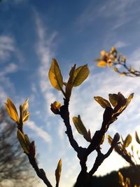 Low angle view of plant against sky