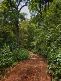 Footpath amidst trees in forest