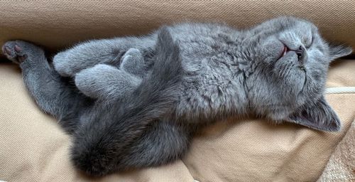 Sweet british short hair kitten sleeping on couch