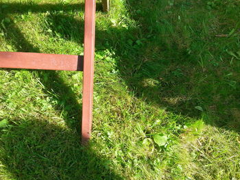 Trees growing on grassy field