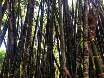 Low angle view of bamboo trees in forest