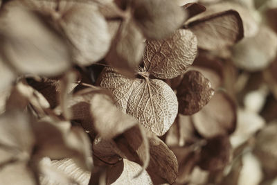 Close-up of dried plant