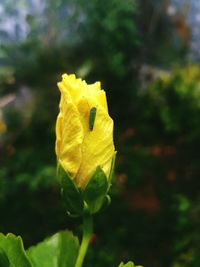 Close-up of insect on yellow flower