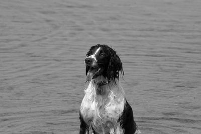 Full length of a dog on beach