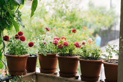 Close-up of potted plants in yard