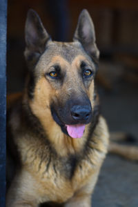 Close-up portrait of a dog