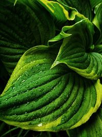 Full frame shot of green leaves