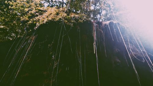 Low angle view of trees growing in forest against sky