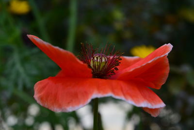 Close-up of red rose