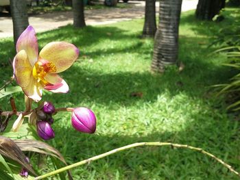 Close-up of pink flowers in park