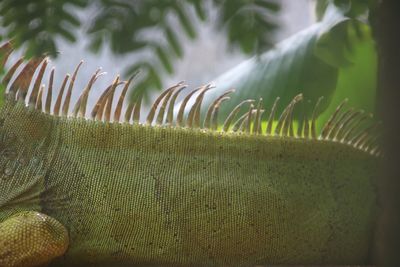 Close-up of iguana 